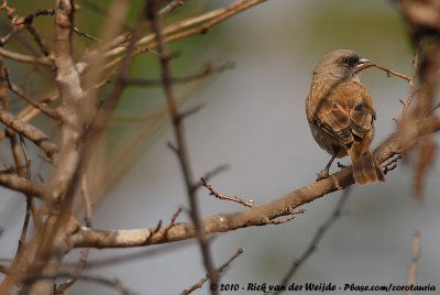 Grey-Headed SparrowPasser griseus ugandae