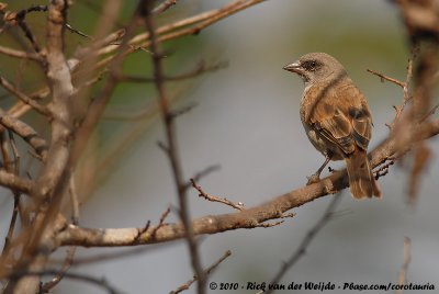 Grey-Headed SparrowPasser griseus ugandae