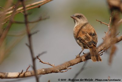 Grey-Headed Sparrow  (Grijskopmus)