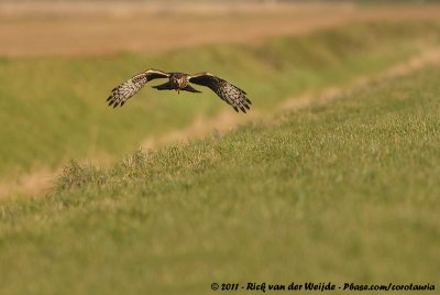 Hen HarrierCircus cyaneus