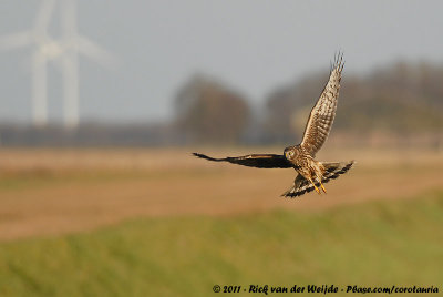 Hen HarrierCircus cyaneus