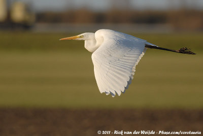 Great EgretArdea alba alba