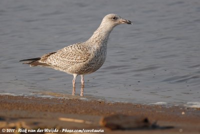 European Herring Gull<br><i>Larus argentatus ssp.</i>