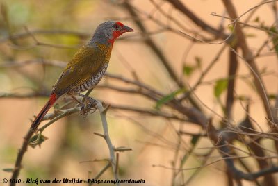 Green-Winged PytiliaPytilia melba percivali