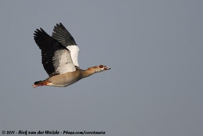 Egyptian GooseAlopochen aegyptiaca