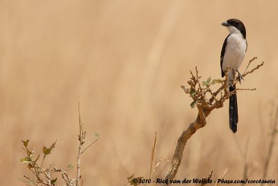 Long-Tailed FiscalLanius cabanisi