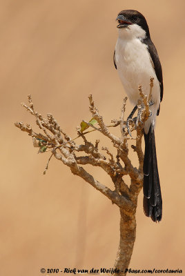 Long-Tailed FiscalLanius cabanisi