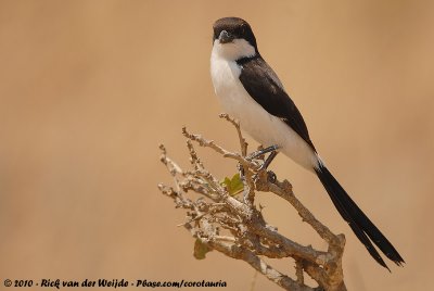 Long-Tailed FiscalLanius cabanisi