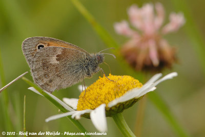 Small HeathCoenonympha pamhilus pamhilus