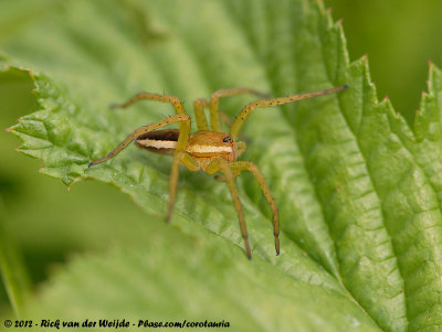 Raft Spider<br><i>Dolomedes fimbriatus</i>
