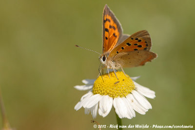 Small Copper  (Kleine Vuurvlinder)