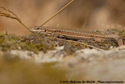 Common Wall Lizard  (Muurhagedis)