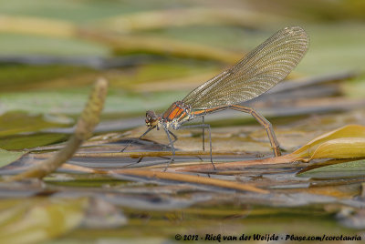 Banded DemoiselleCalopteryx splendens splendens