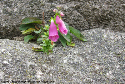 Common Foxglove (Gewoon Vingerhoedskruid)