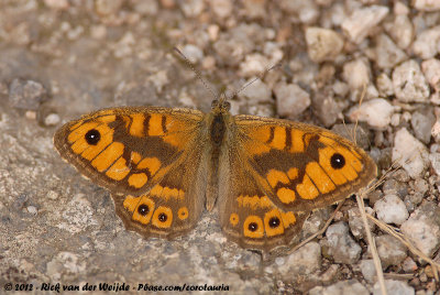 Wall Brown<br><i>Lasiommata megera megera</i>