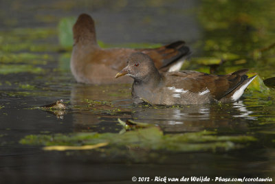 Common Moorhen<br><i>Gallinula chloropus chloropus</i>