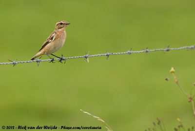 Whinchat  (Paap)