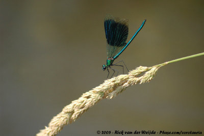 Banded DemoiselleCalopteryx splendens splendens