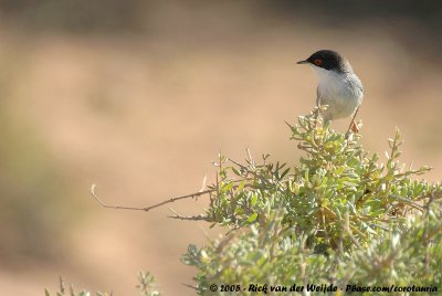 Sardinian Warbler  (Kleine Zwartkop)