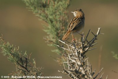 Zitting CisticolaCisticola juncidis cisticola