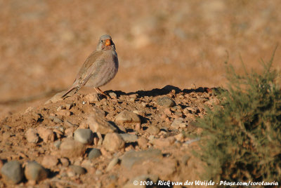 Trumpeter FinchBucanetes githagineus zedlitzi