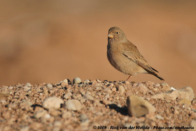 Trumpeter FinchBucanetes githagineus zedlitzi