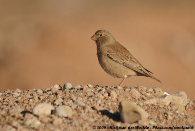 Trumpeter FinchBucanetes githagineus zedlitzi