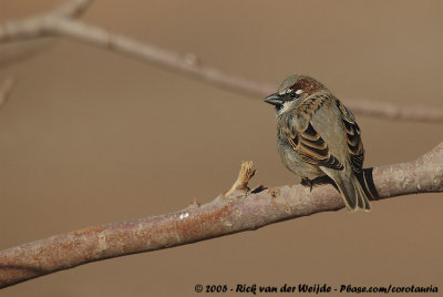House SparrowPasser domesticus tingitanus