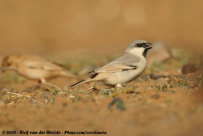 Desert Sparrow  (Woestijnmus)