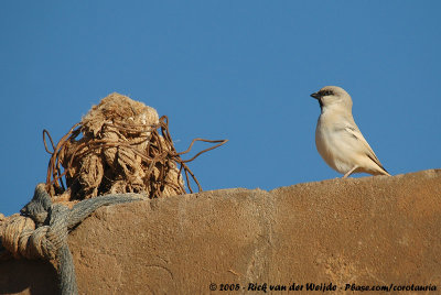 Desert SparrowPasser simplex saharae