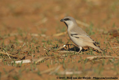 Desert SparrowPasser simplex saharae