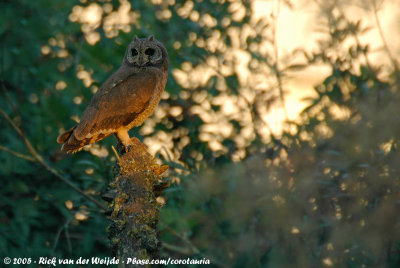 Marsh Owl<br><i>Asio capensis tingitanus</i>