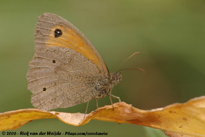 Meadow BrownManiola jurtina jurtina