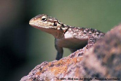 Reptiles and Amphibians of Kenya