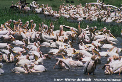 Great White PelicanPelecanus onocrotalus