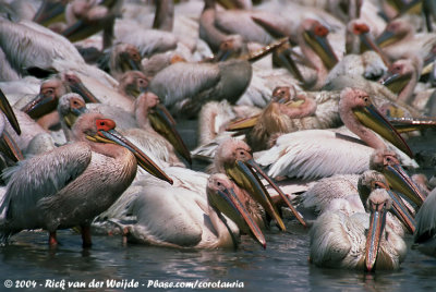 Great White PelicanPelecanus onocrotalus