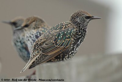 Common StarlingSturnus vulgaris vulgaris