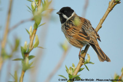 Common Reed BuntingEmberiza schoeniclus schoeniclus