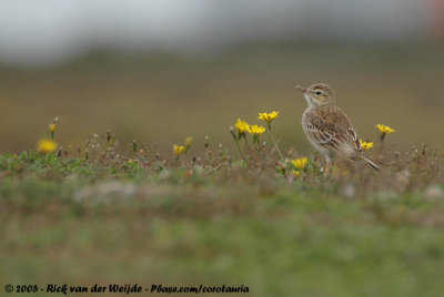 Tawny PipitAnthus campestris campestris