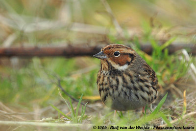 Little Bunting  (Dwerggors)