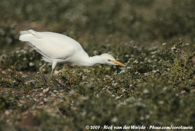 Western Cattle EgretBubulcus ibis