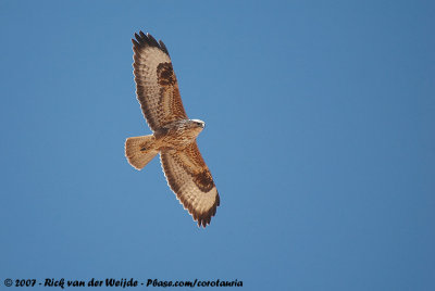 Common BuzzardButeo buteo 'lanzarotae'