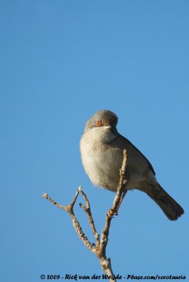 Sardinian WarblerCurruca melanocephala melanocephala