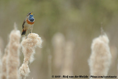 BluethroatLuscinia svecica cyanecula