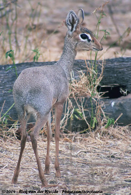 Kirks Dik-Dik<br><i>Madoqua kirkii</i>