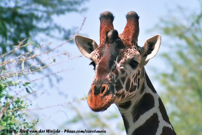 Reticulated Giraffe  (Somalische Giraffe)