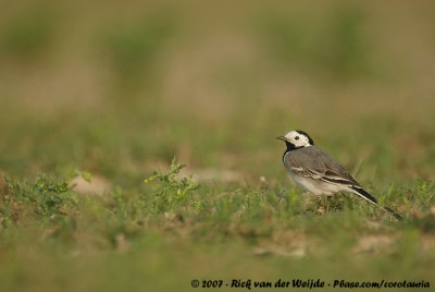 White WagtailMotacilla alba alba