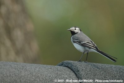 White WagtailMotacilla alba alba