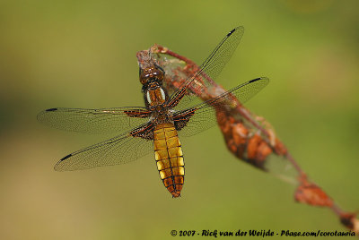 Damsel- and Dragonflies  (Juffers en Libellen)