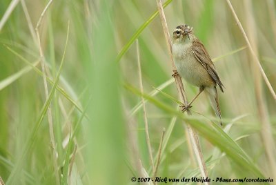 Sedge WarblerAcrocephalus schoenobaenus